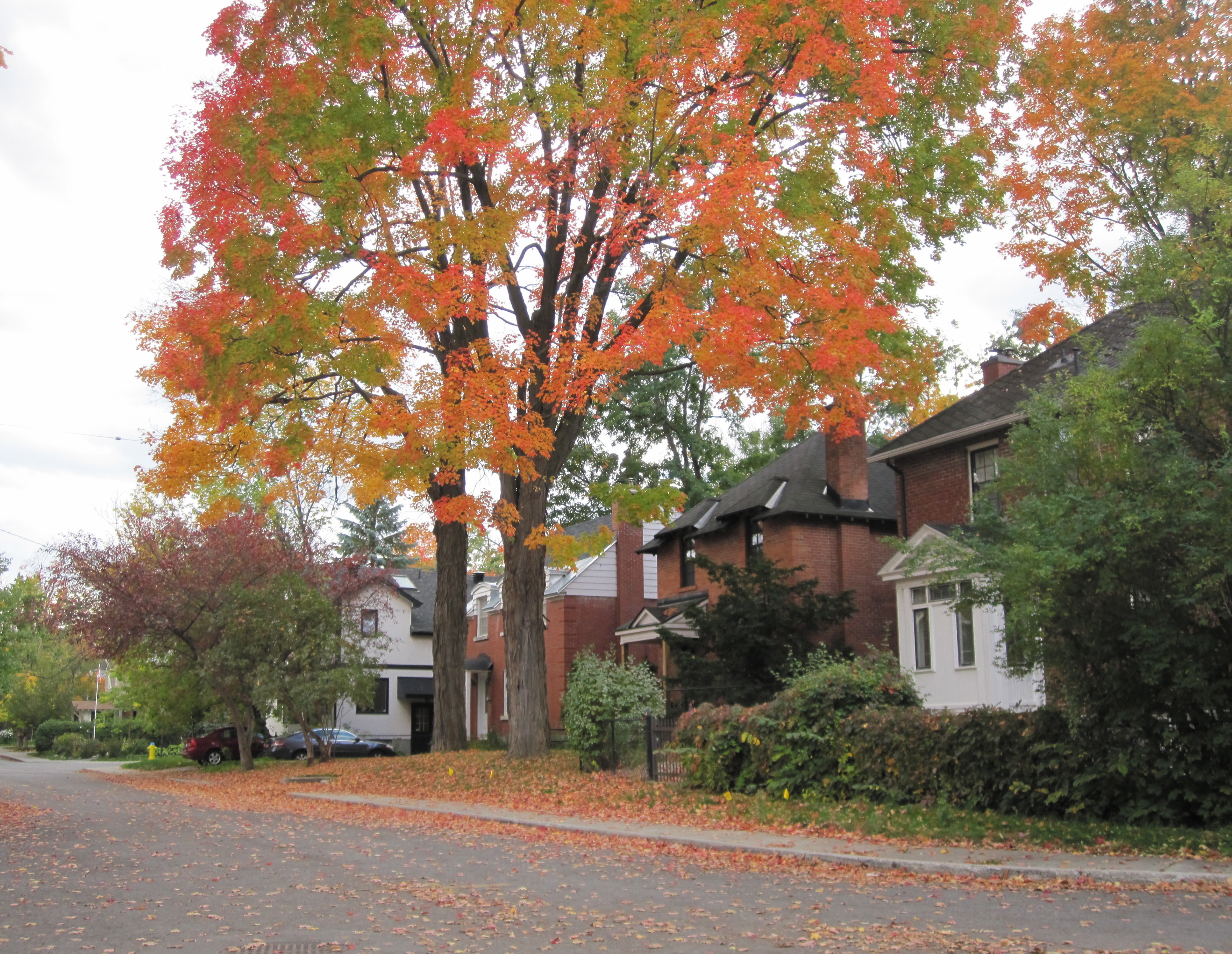 A Charming Street Of Lindenlea